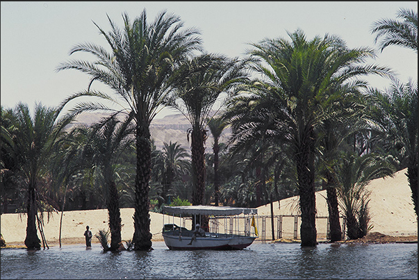 A small boat awaits tourists at the shadow of the palm trees immersed in the waters of Nile in flood