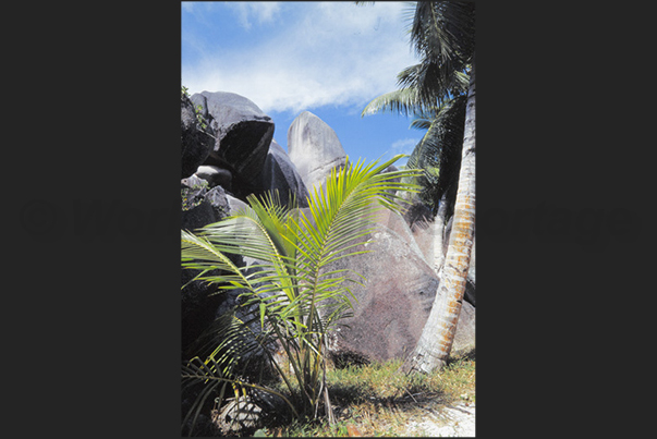 Rocks with rounded shapes are incorporated by dense tropical vegetation