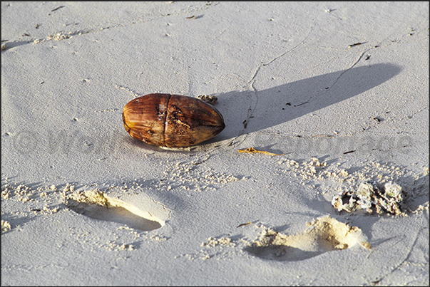 A beached coconut carried by the sea