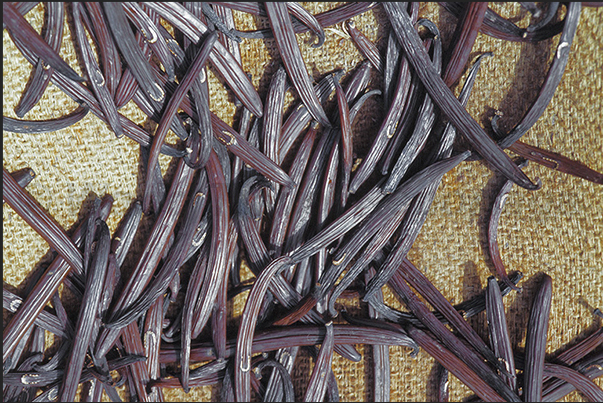 Agricultural company for the farming and processing of vanilla plant