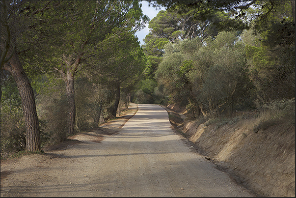 The internal road that passes among the olive trees in the Plane of Porquerolles