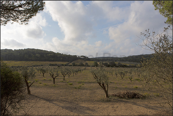Vineyards and olive groves within the island in the Plane of Porquerolles