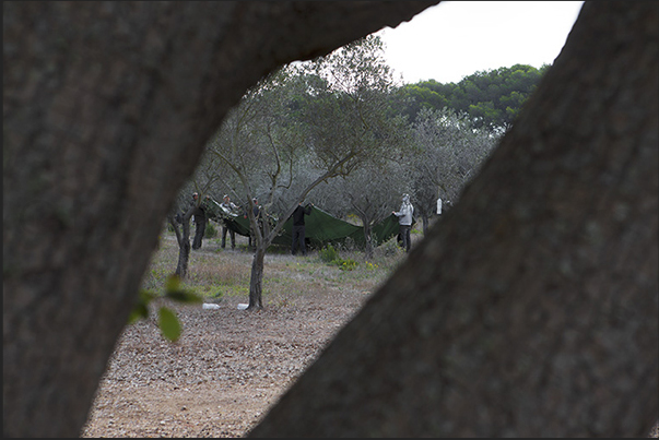 Olive harvest in the Plane of Porquerolles