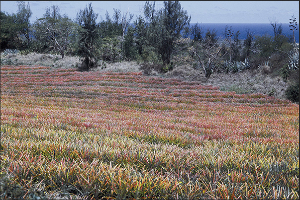 Pineapple crops on the hills along the coast