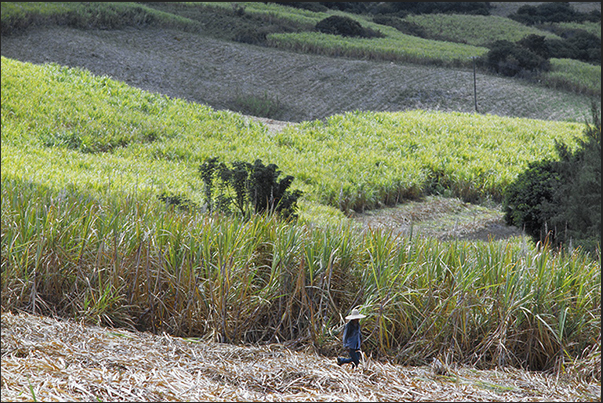 Sugarcane crops on the hills of the east coast