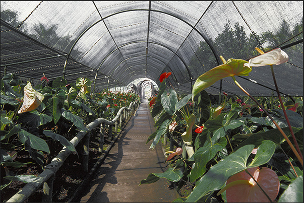 Botanical park near Saint Pierre, south-west coast. Orchid greenhouse