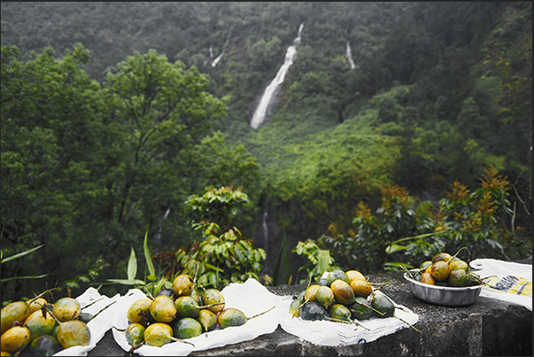 Cirque de Salazie valley du Mats, central area of the island near the village of Grand Ilet. Passion fruits