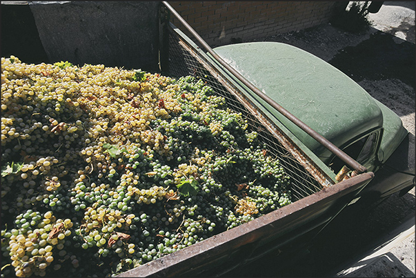 Oil and excellent red and white wines are produced inside the island Oil and excellent red and white wines are produced inside the island