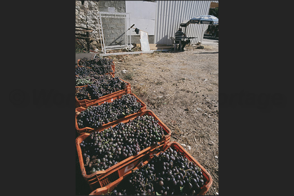 Oil and excellent red and white wines are produced inside the island