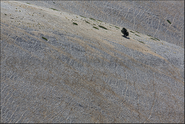 The warm and sunny stony ground on which, due to the wind, trees cannot grow