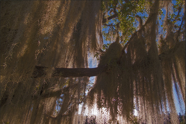 Everglades National Park. Aerial roots Everglades National Park. Aerial roots