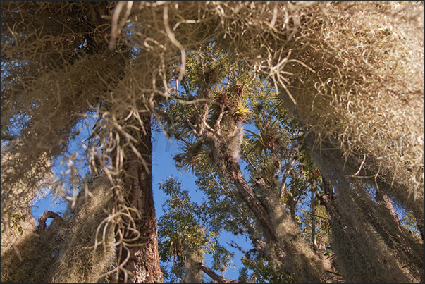 Everglades National Park. Aerial roots Everglades National Park. Aerial roots