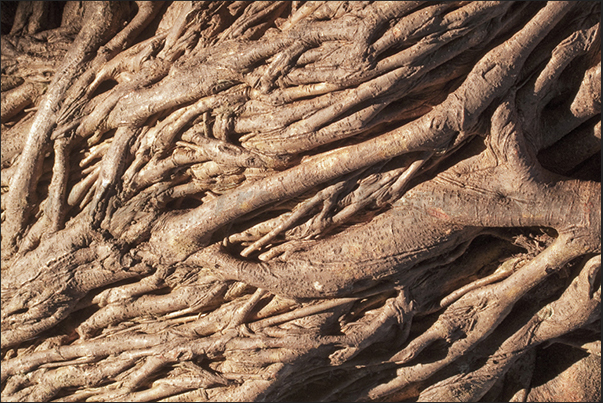 Everglades National Park. Roots of a ficus Everglades National Park. Roots of a ficus