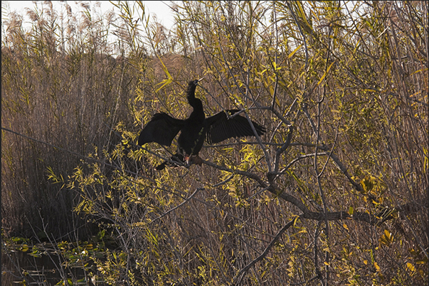 At sunset, a bird spreading her wings to warm up before the night