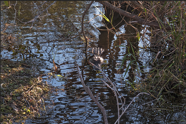 An alligator while searching for a prey to hunt An alligator while searching for a prey to hunt