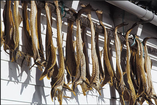 Cod to dry in the sun