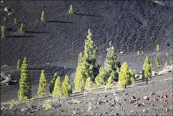 Descending from the volcanic areas towards 2000 m of altitude, the Canarian pine forests begin
