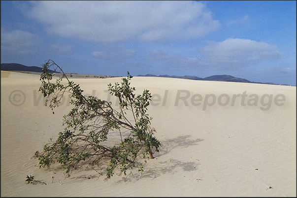 Desert dunes in Corralejo National Park, north east coast