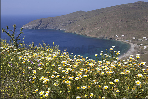 In spring the island is covered in flowers and colors that break the monotony of the brown rocks In spring the island is covered in flowers and colors that break the monotony of the brown rocks