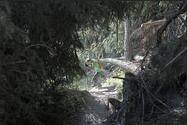 Climb towards the hamlet of Vazon at an altitude of 1,650 m through thick forests of pine, fir and larch trees Climb towards the hamlet of Vazon at an altitude of 1,650 m through thick forests of pine, fir and larch trees