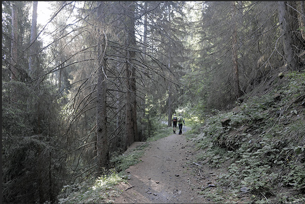 Climb towards the hamlet of Vazon at an altitude of 1,650 m through thick forests of pine, fir and larch trees Climb towards the hamlet of Vazon at an altitude of 1,650 m through thick forests of pine, fir and larch trees