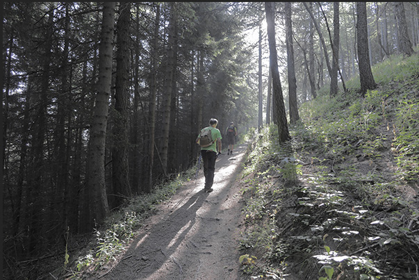 Climb towards the hamlet of Vazon at an altitude of 1,650 m through thick forests of pine, fir and larch trees Climb towards the hamlet of Vazon at an altitude of 1,650 m through thick forests of pine, fir and larch trees