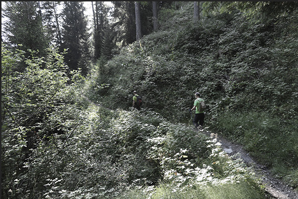 Climb towards the hamlet of Vazon at an altitude of 1,650 m through thick forests of pine, fir and larch trees Climb towards the hamlet of Vazon at an altitude of 1,650 m through thick forests of pine, fir and larch trees