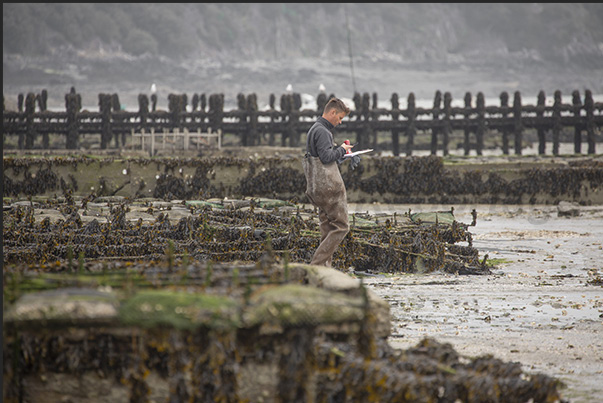Cancale Bay. At low tide, oyster farmers can work on their mussel and oyster farms