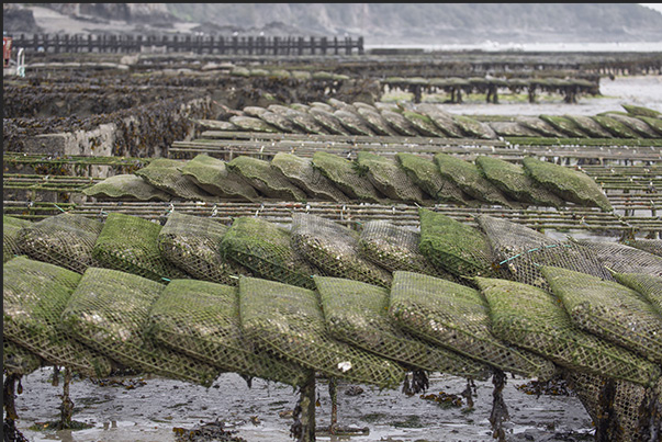 Cancale Bay. At low tide, you can see the oyster fields and farms
