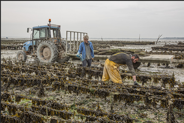 Cancale Bay. At low tide, oyster farmers can work on their mussel and oyster farms