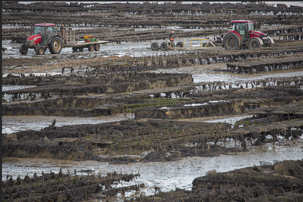Cancale Bay. At low tide, oyster farmers descend to work on the seabed