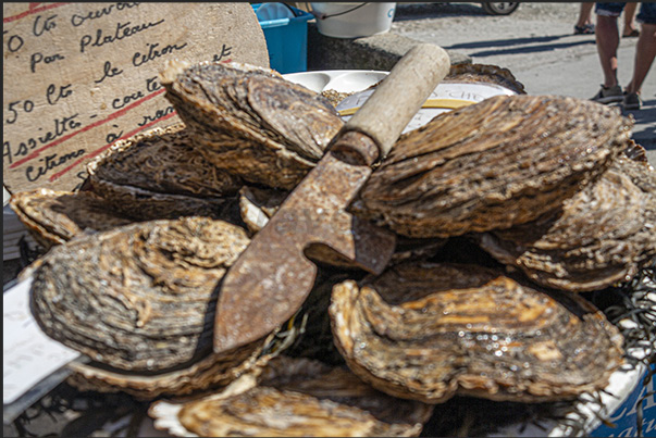Oyster farmers sell freshly harvested oysters also displaying various information on how to cook oysters