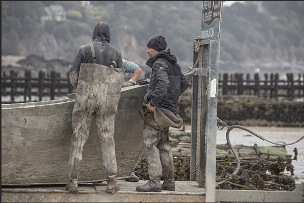 Cancale Bay. At low tide, oyster farmers descend to work on the seabed