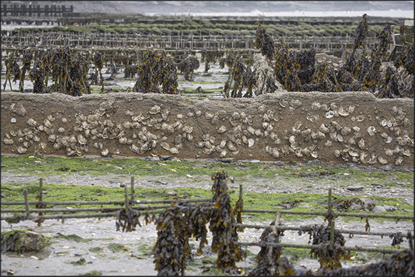 Cancale Bay. At low tide, you can see the oyster fields and farms