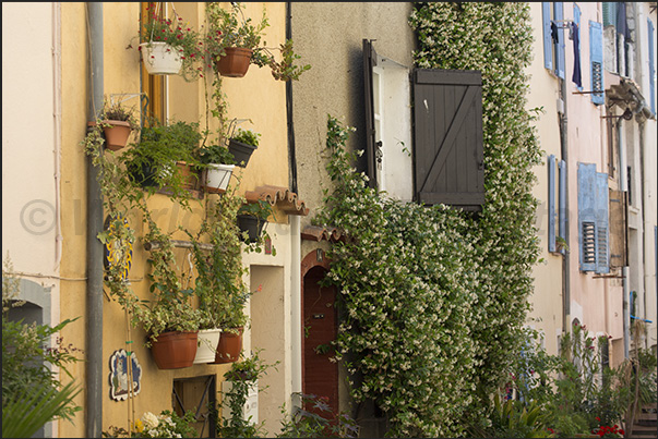 Each homeowner has plants and flowers to their liking that make the village special and unique