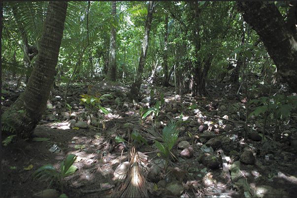 The interior of the island is covered by dense tropical forest