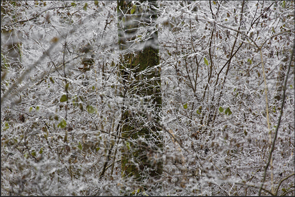 The humidity of the night quickly turns into ice on the branches of trees