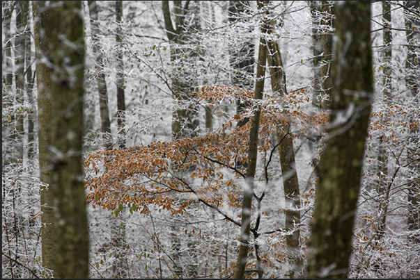 The spots of color of the leaves, break the white wall of the iced forest