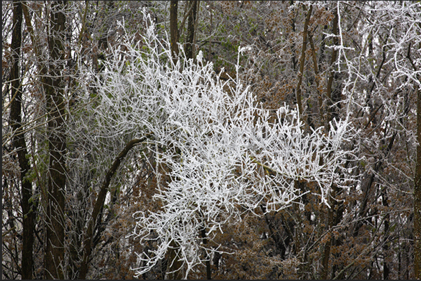The combination of cold and moisture creates, on the branches more exposed to the wind, beautiful games of ice