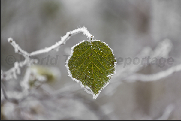 A necklace of ice, surrounding a small leaf that has withstood the onslaught of the ice