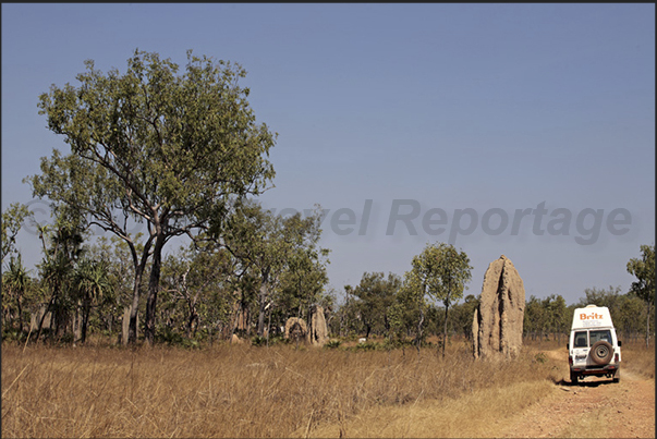 The area of the giant termite mounds