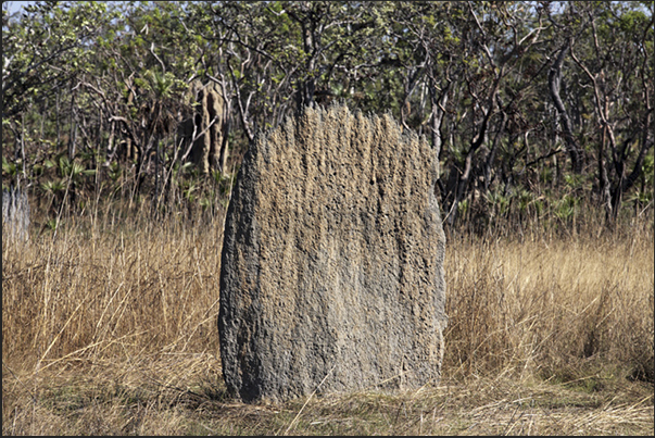 Magnetic Termite Mounds. Have the particularity, unlike other, to be flat and aligned in the same direction