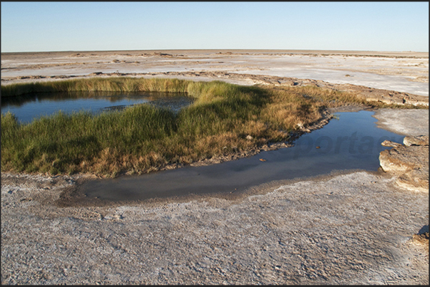 Pool of fresh water in the desert near Maree