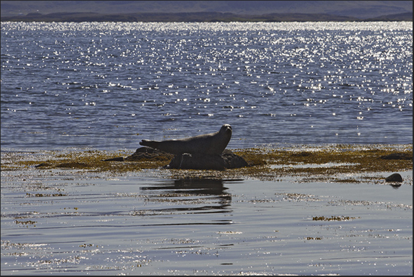 Skardssrond Peninsula. Seals on the west coast of Hvammsfjordur Fjord