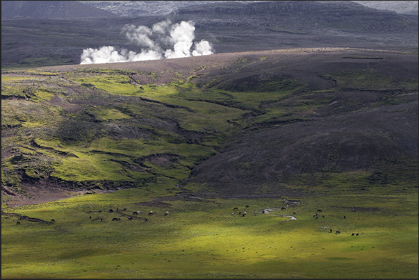 Reykjanes Peninsula. Geothermal area of Seltun