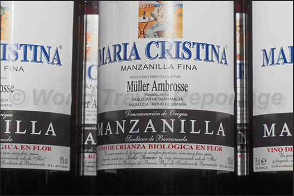 Jerez town. Manzanilla wine typical of the place Jerez town. Manzanilla wine typical of the place