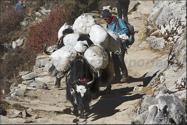 Even the yaks begin the long climb towards the village of Dingboche (4410 m)