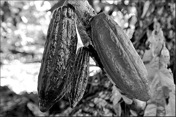 Cacao fruits