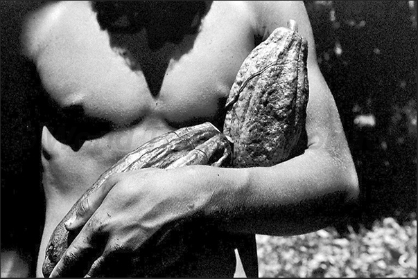 Cacao fruits. When it are ripe, the fruits turn brown and can be collected