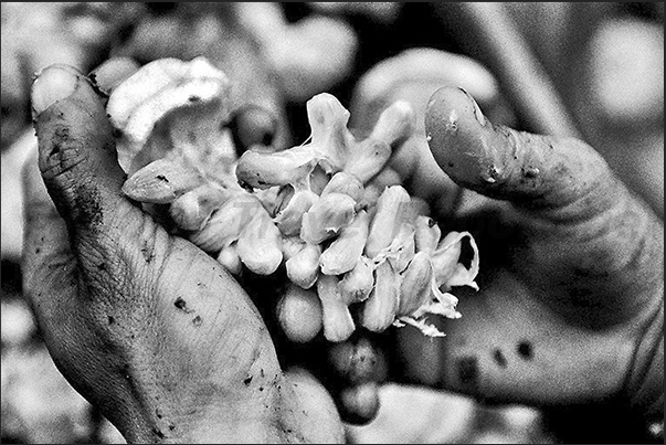 The white seeds of the cacao fruit. Fruits opened by hand one by one directly in the forest